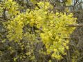 Cornus mas